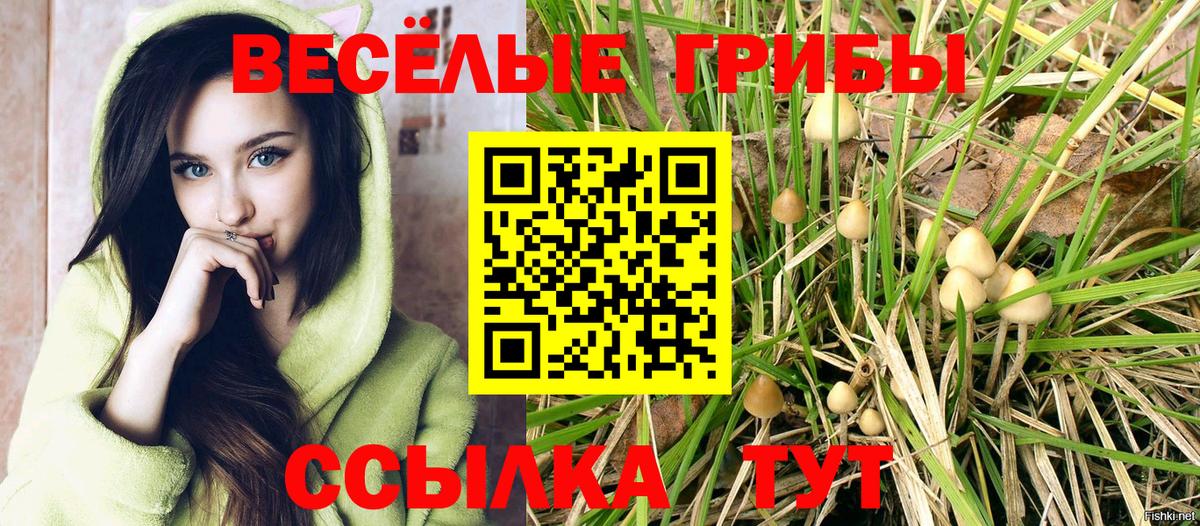 Псилоцибиновые грибы Cubensis Сланцы